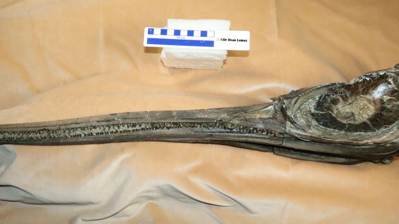 Lobanja pronađenog ihtiosaurusa