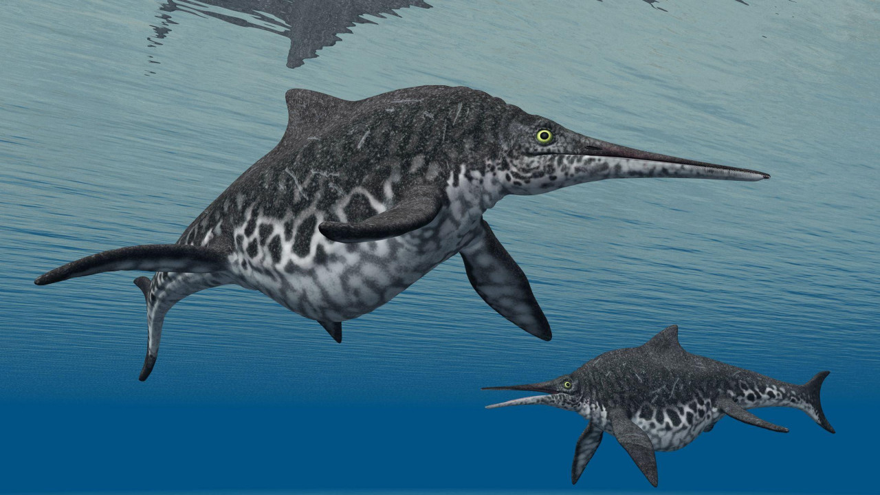 Ilustracija pokazuje kako su ihtiosaurusi verovatno izgledali, a prikazan je šonisaurus koji je rastao i do 15 metara dužine