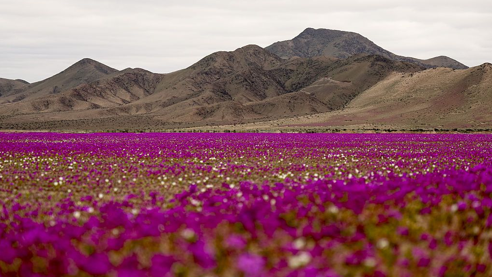 Ljubičasto cveće u pustinji, u podnožju planina