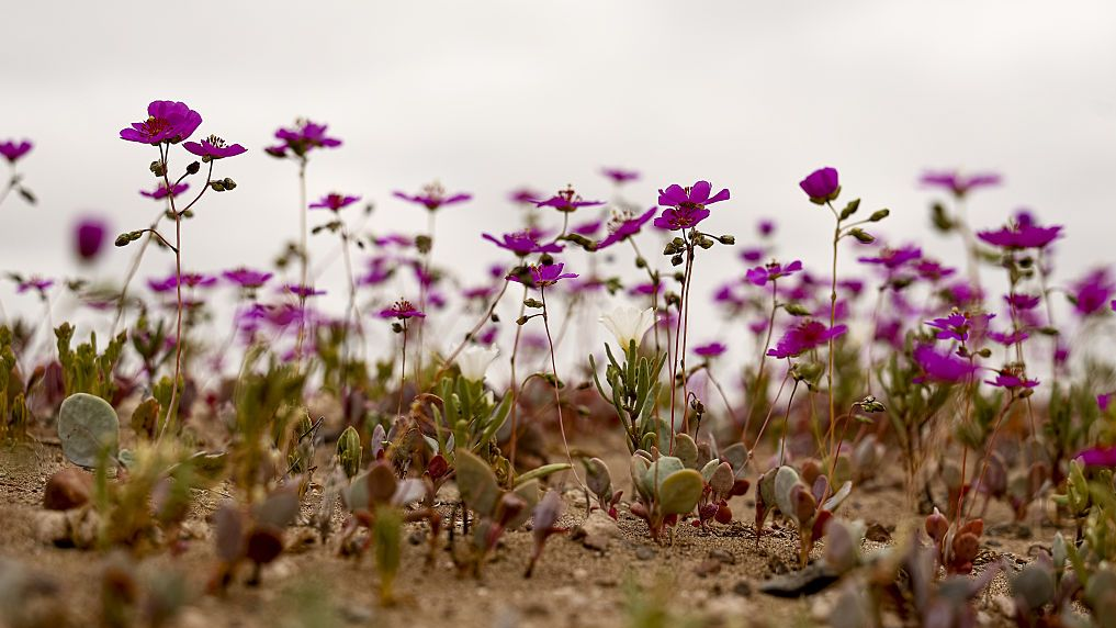 Ljubičasto cveće u krupnom planu