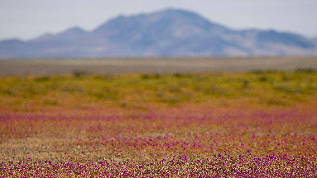 Tepih od ružičastog cveća ispred planina u pozadini