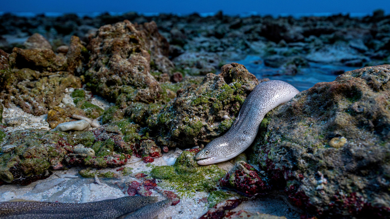  Kao jegulja izvan vode, Šejn Gros, Kanada