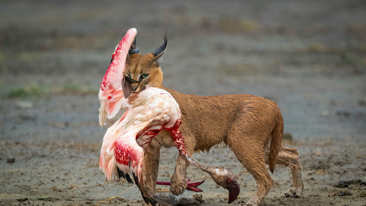 Karakal koji nosi mrtvog flamingosa 