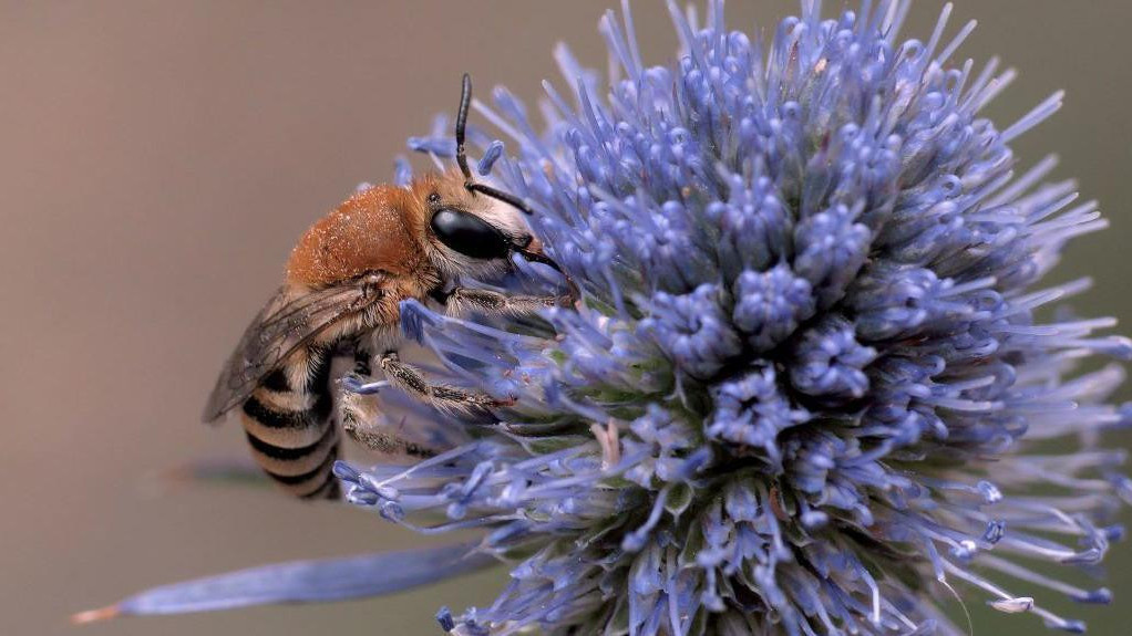 divlja pčela na cvetu