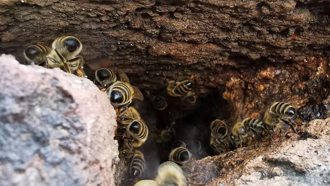 roj divljih medonosnih pčela u šupljini među kamenjem