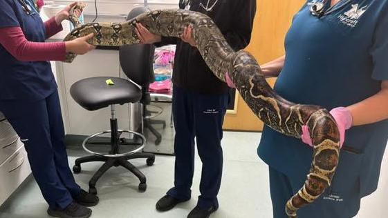 Troje ljudi u veterinarskoj ambulanti drži veliku zmiju. 