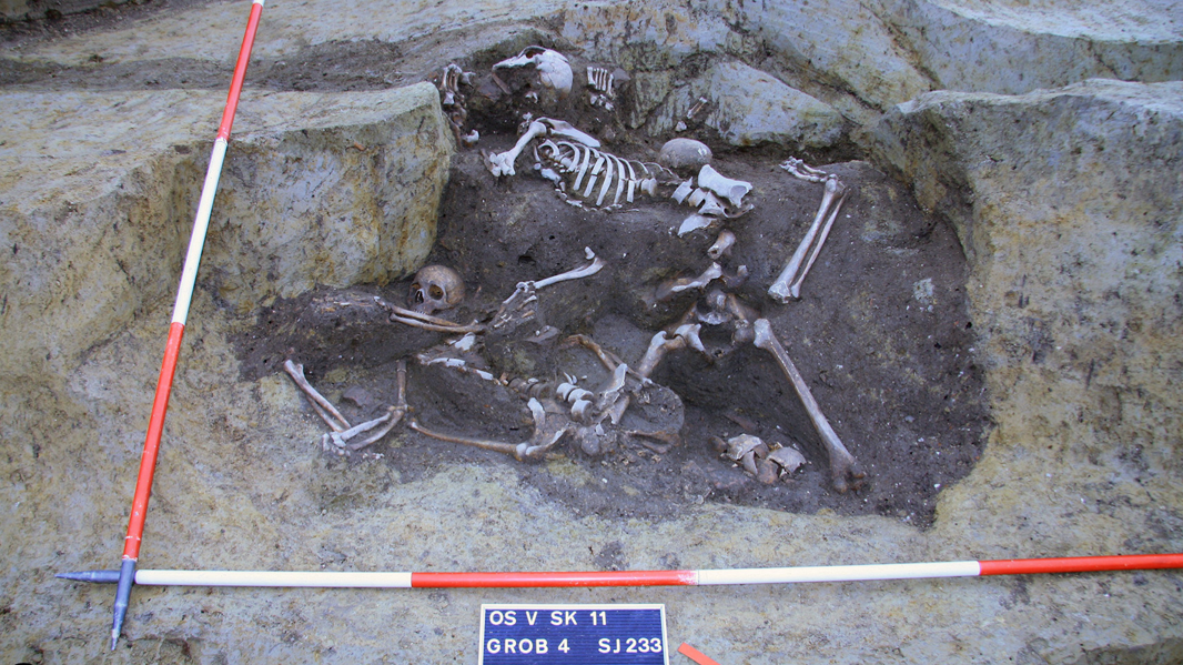 Several skeletons lying in sand and rocks in the archaeological dig.