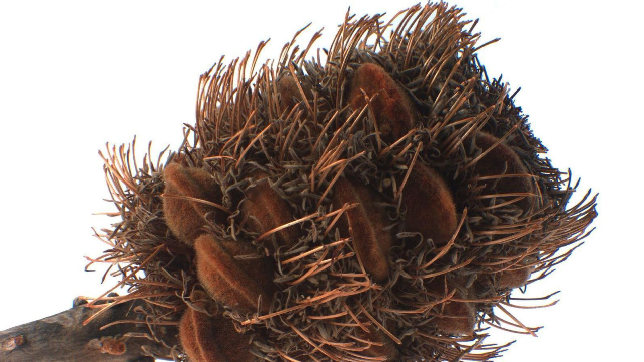 Smeđa drvenasta stabljika, na vrhu je šiljasta glavica sa semenom