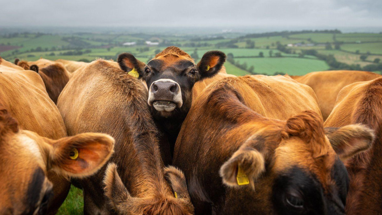 Krave u krdu na proplanku u krupnom planu