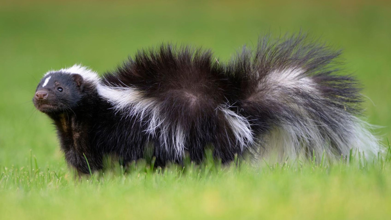 Crno-beli tvor na zelenoj travi