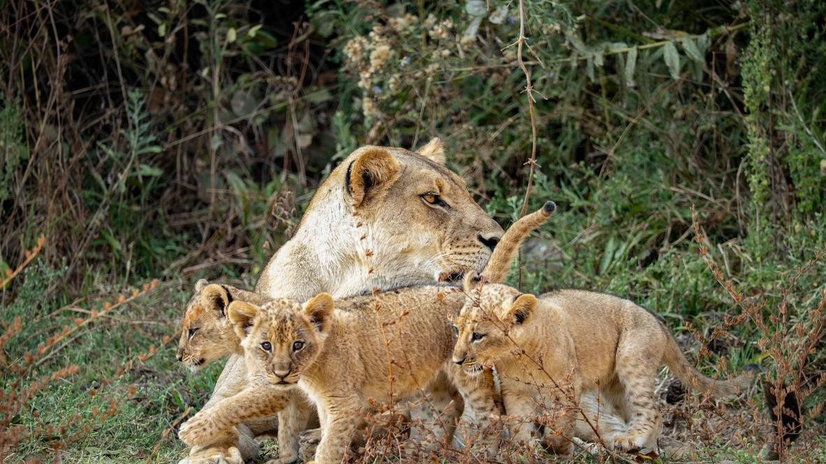 Majka lavica i njena tri mladunčeta se maze na travi pored žbunja i drveća. Majka liže jedno mladunče