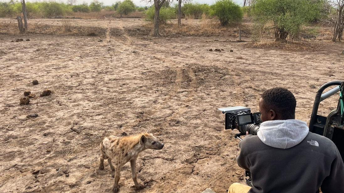 Hijena stoji na velikom prostranstvu blatnjavog tla i gleda u snimatelja koji je snima iz vozila