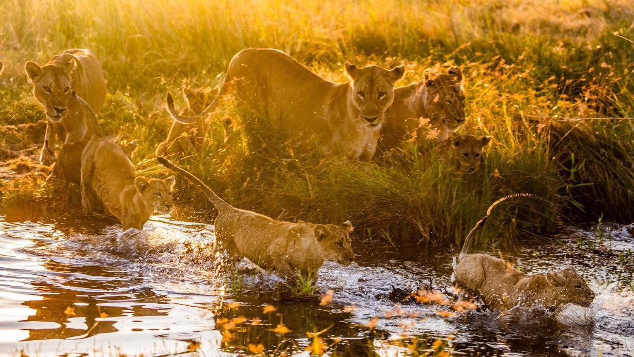 Čopor lavova pored reke, lavovi