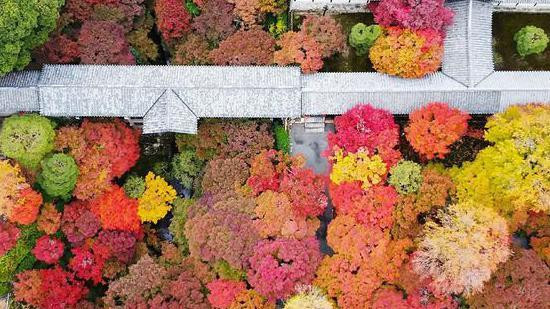 Drveće snimljeno iz vazduha, krošnje različitih boja od crvene, narandzaste i  žute 