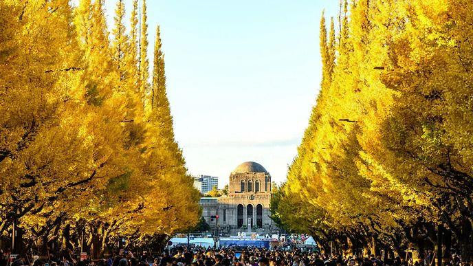 Žuto drveće i ljudi koji fotografišu 