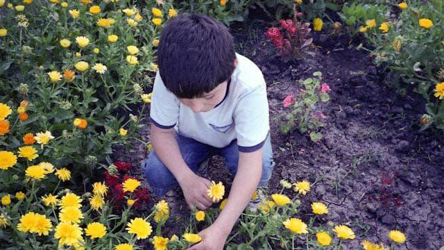 Hoakin, u farmerkama i majici, saginje se u bašti da ubere žuti cvet među prstima.