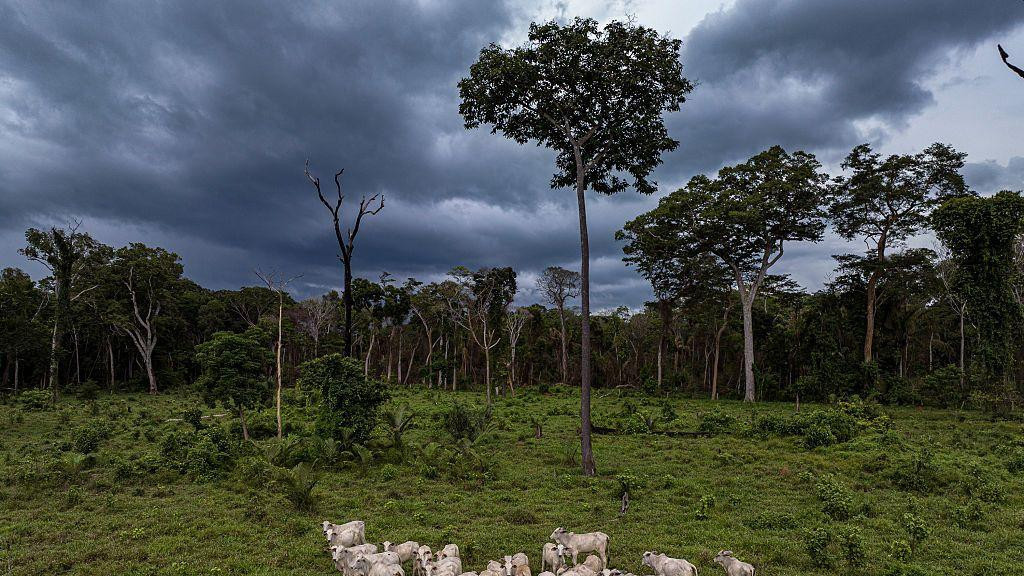 stado na livadi u Amazoniji dok se u daljini vidi drveće 