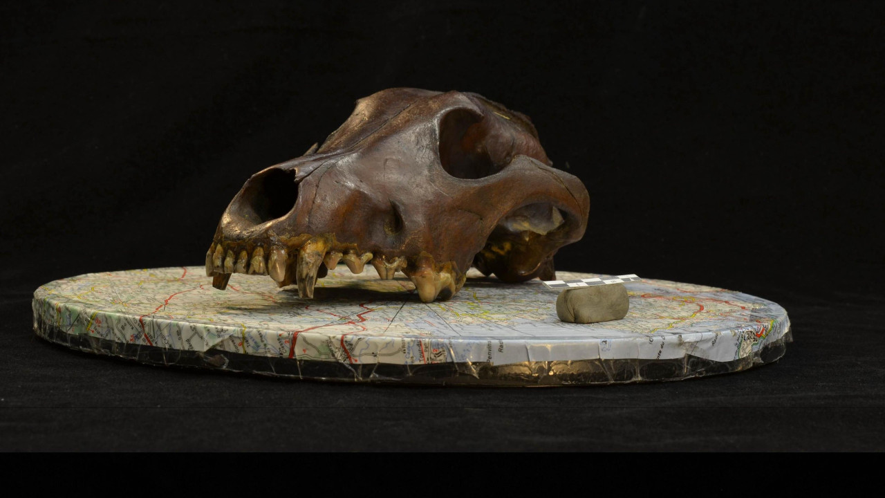 Istraživači su proučili više od 600 lobanja