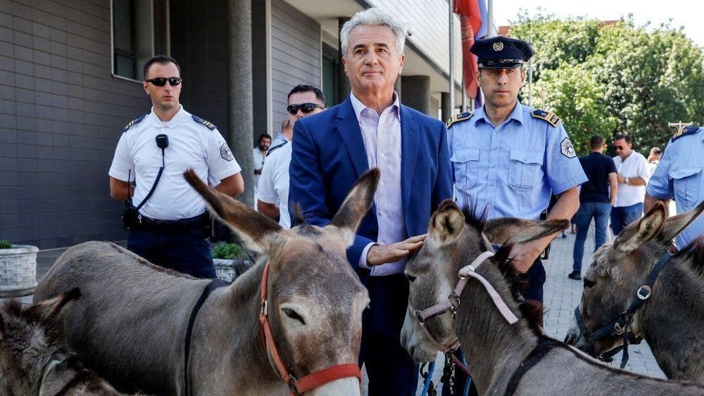 magaraci, advokat doveo magarce ispred skupštine