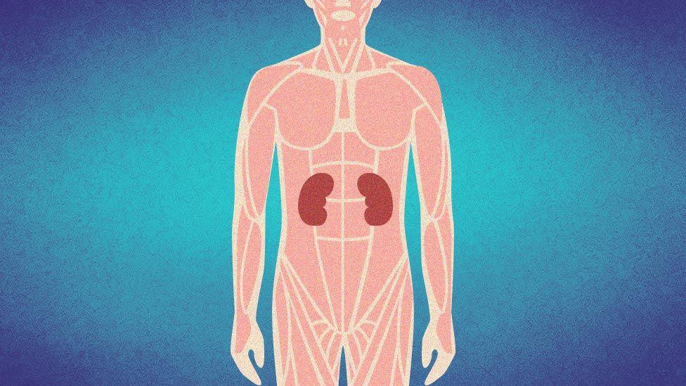 Ilustracija unutrašnjih organa ljudskog tela, posebno naglašeni bubrezi