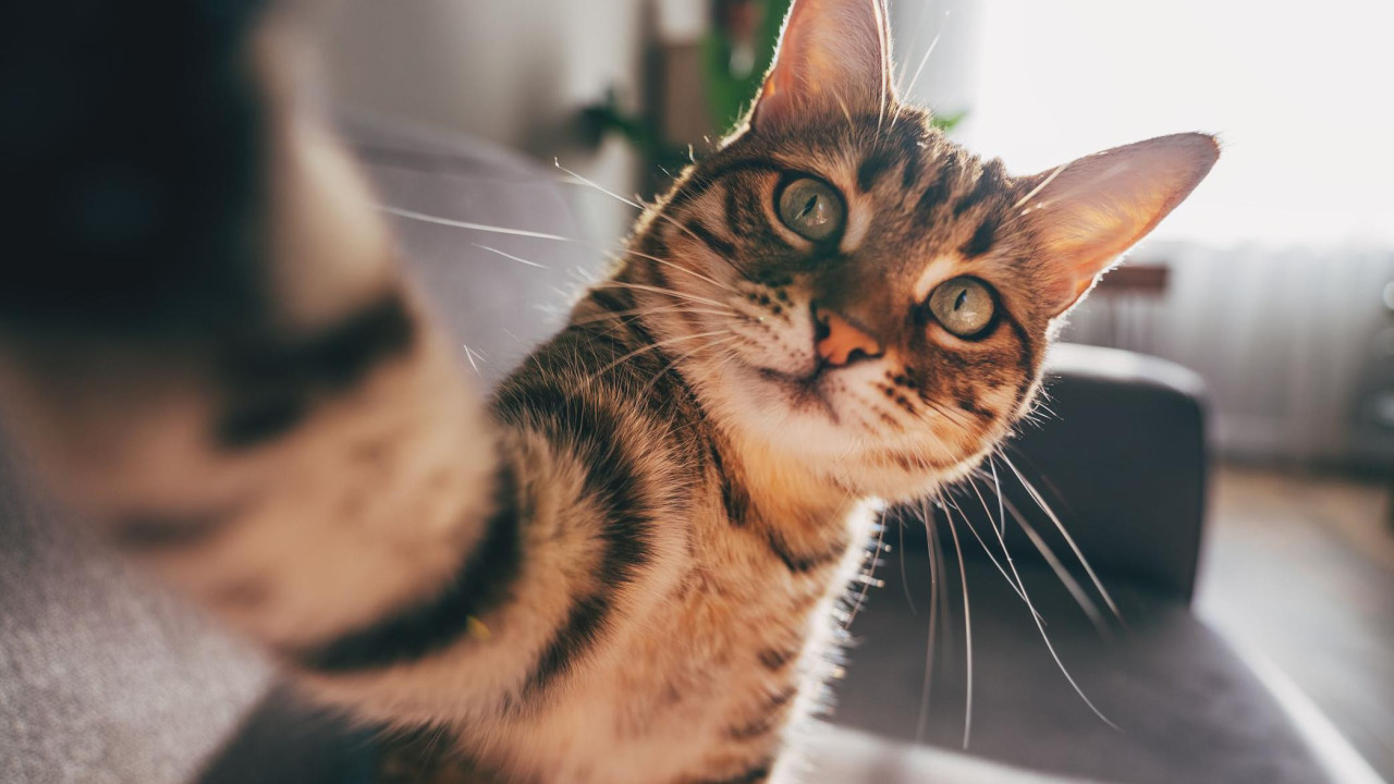 mačka gleda u kameru s podignutom šapom, kao da pravi selfi