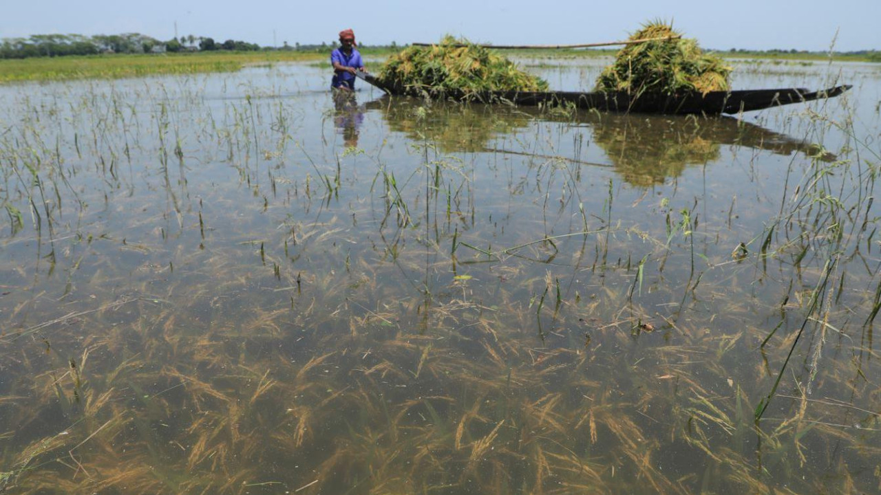 Poljoprivrednici u Bangladešu traže sorte pirinča koje mogu da izdrže poplave