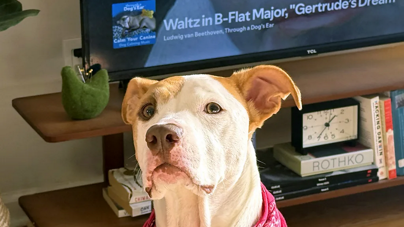 Pas gleda u daljinu, ima crvenu maramu oko vrata, iza njega na televiziji ide valcer