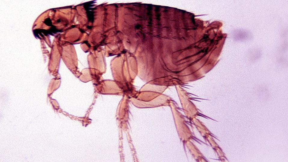 Buve su širile kugu sa zaraženih pacova na ljude