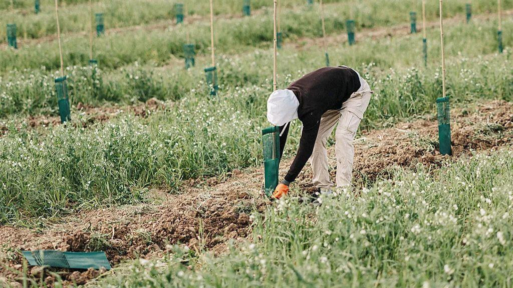 Čovek obrađuje zemlju