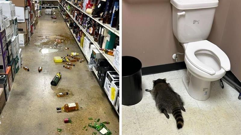 
                    On one side of the composite image, there are broken bottles of alcohol on the aisle of a shop. On the other side, a raccoon is pictured passed out next to a white toilet