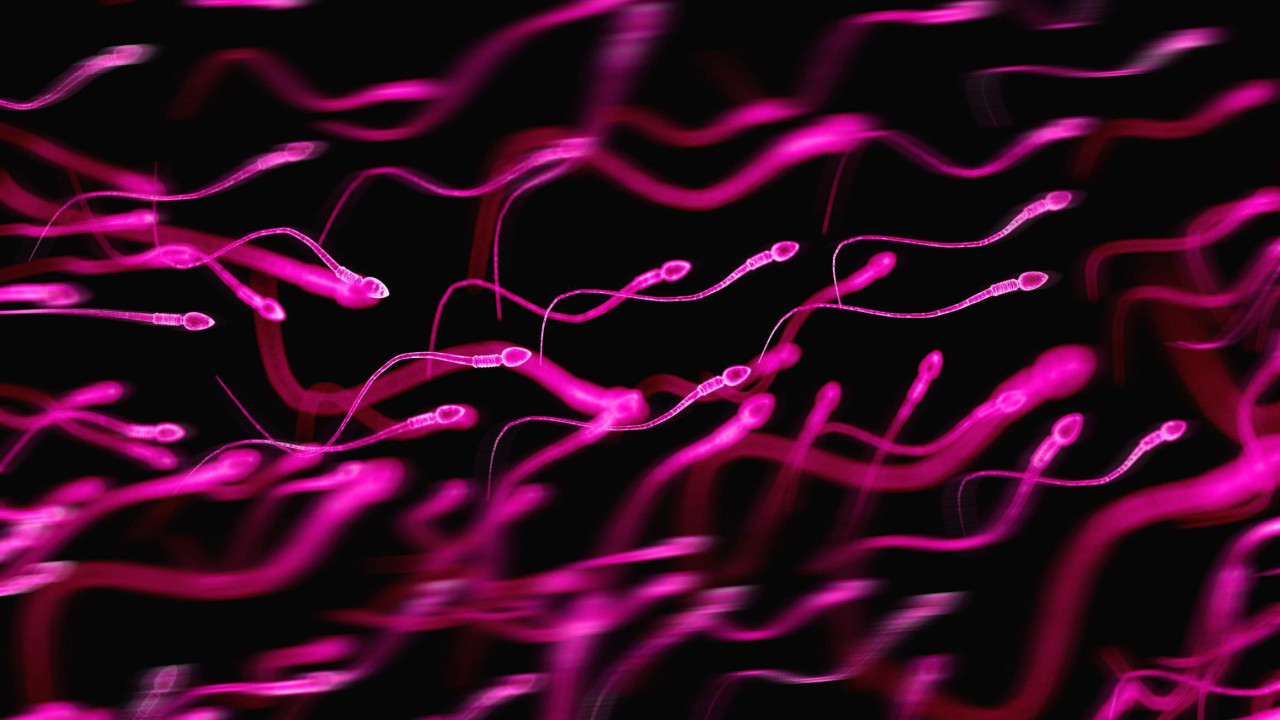 Graphical representation of sperm in bright pink against a dark background. The sperm have an arrow shaped head and a long wriggly tail. Dozens of them are swimming right to left, with some in focus and some blurred creating a depth of field 
