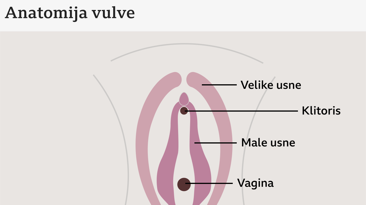 Grafikon anatomije vulve 