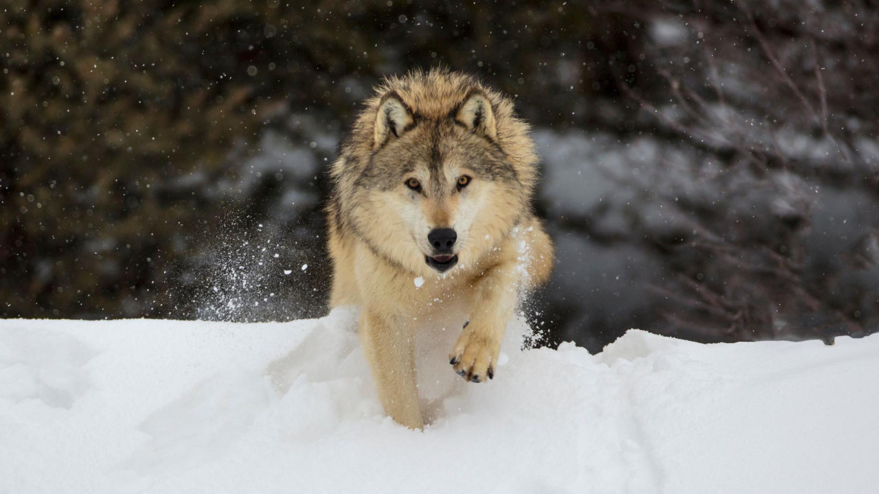 Sivi vuk gleda u kameru dok hoda po snegu