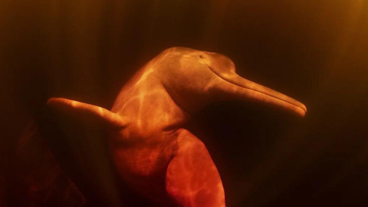 Delfin u Amazoniji