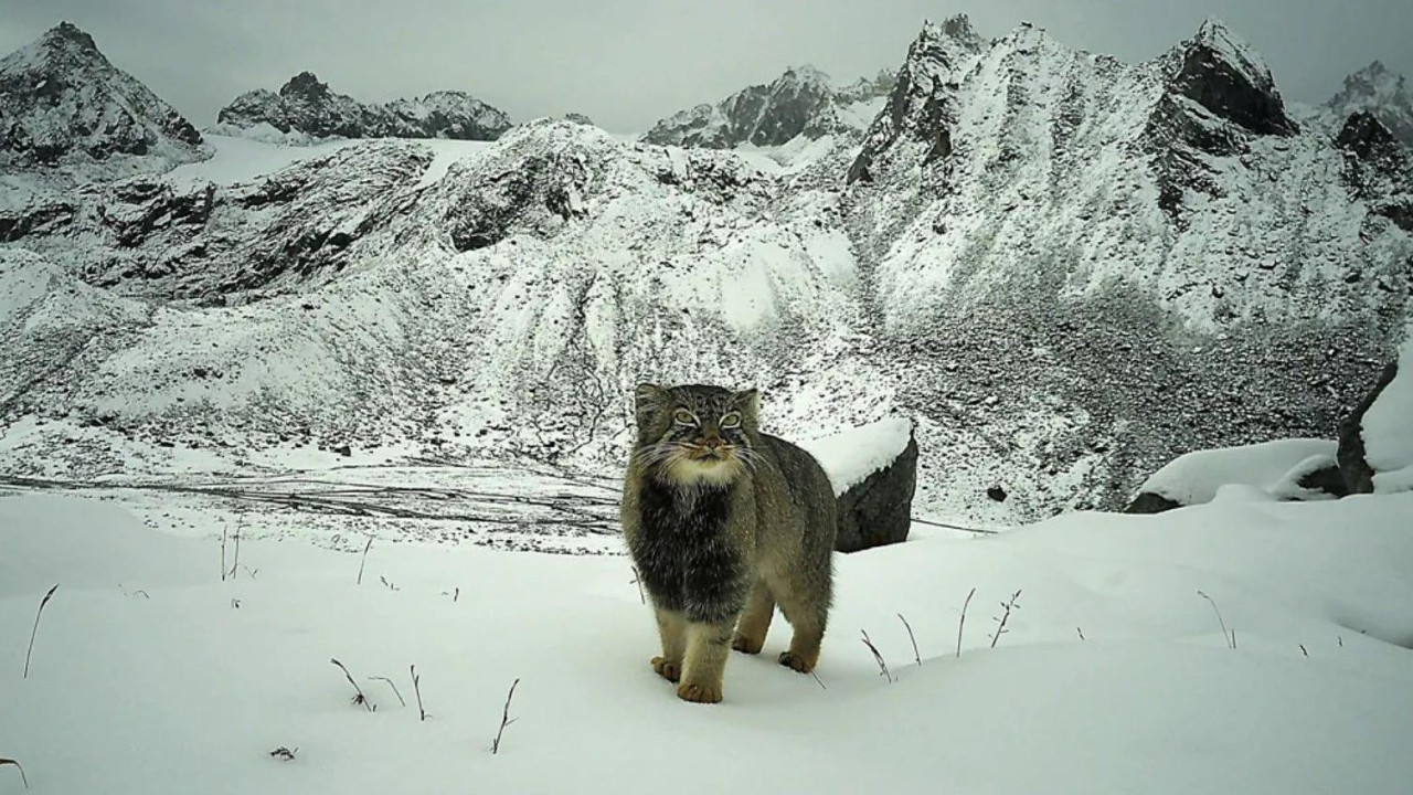 Mačka na vrhu planine