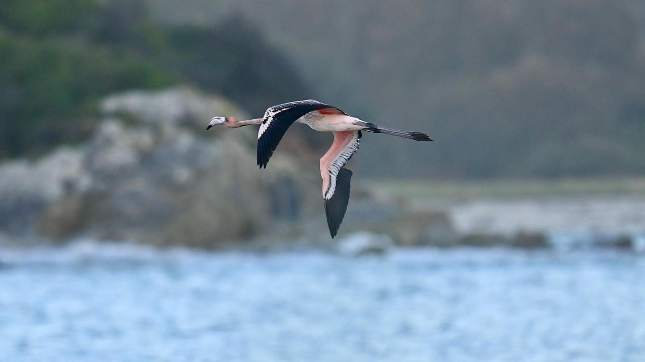 Flamingos Frenki