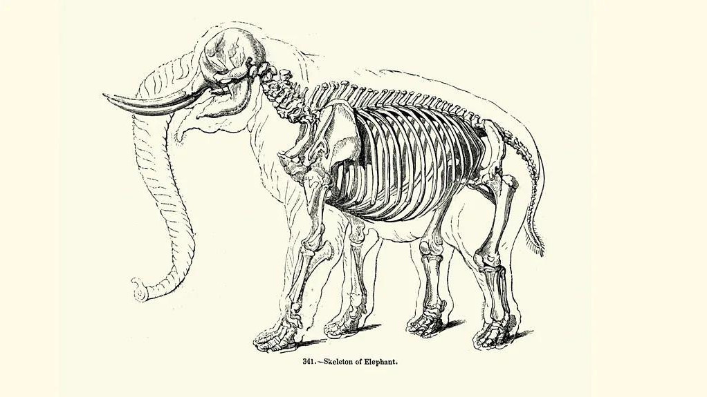 Ilsutracija skeleta slona