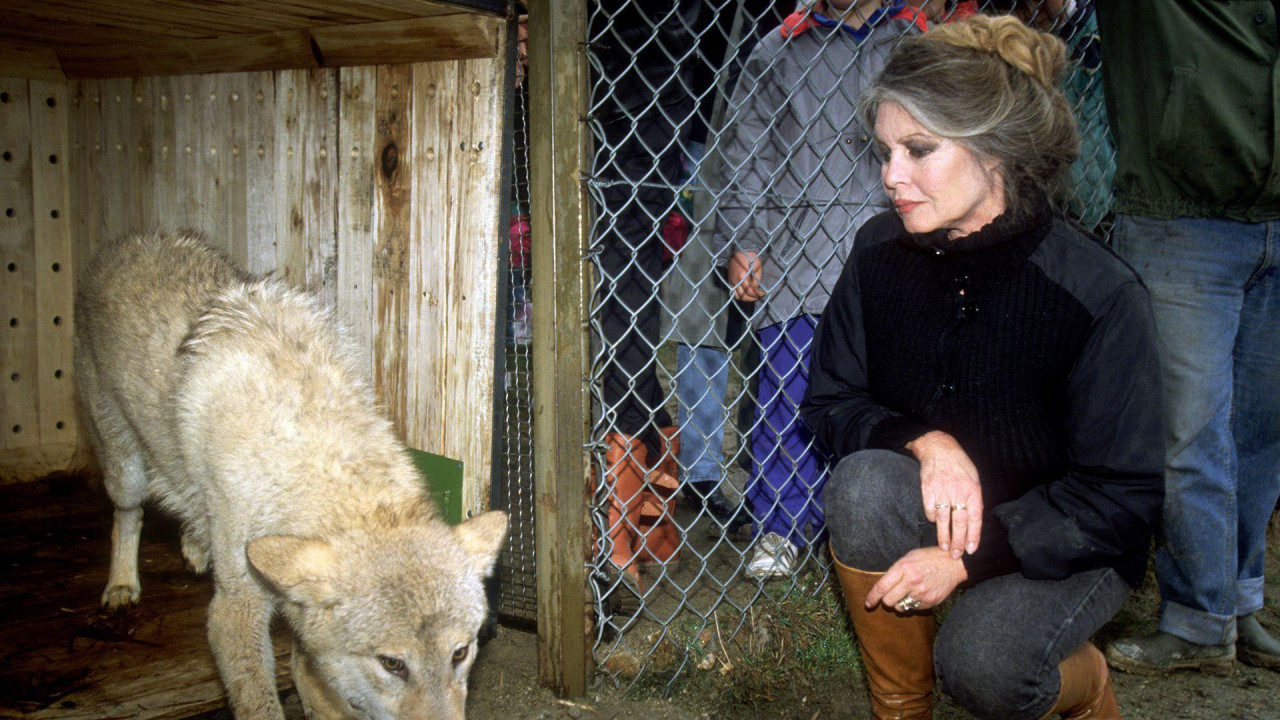 Bardo posmatra jednog od 50 mađarskih vukova koje je spasila