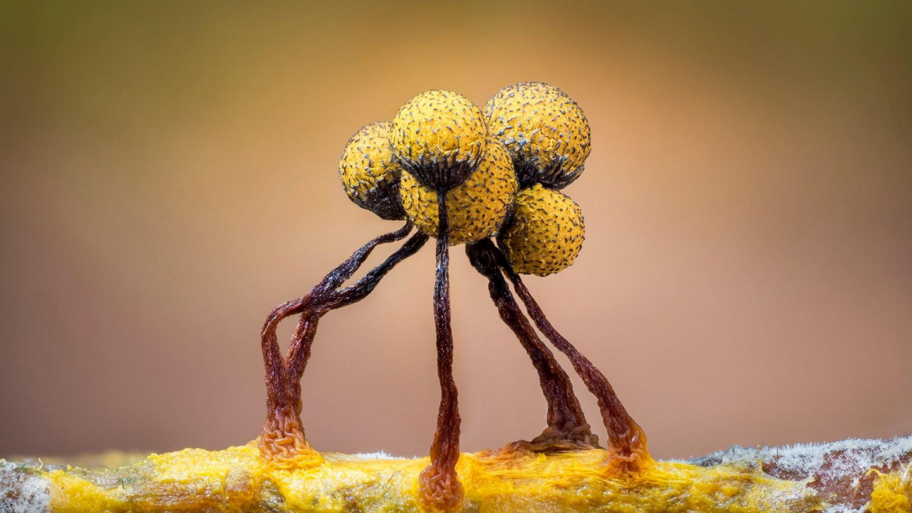 Fotografija sluzave plesni iz izuzetno krupnog plana. Izgleda kao pet žutih sfera na savijenim smeđim stabljikama.