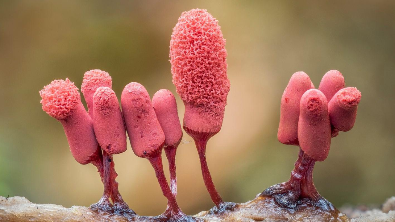 Organizmi ružičaste sluzave plesni mogu se videti sa gotovo sunđerastom površinom na plodnoj glavi