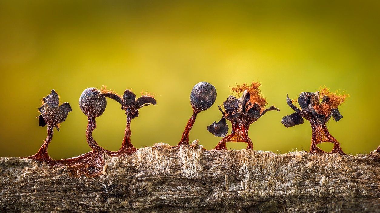 Sluzava buđ izgleda kao mali ljudi koji drže ruke u vazduhu