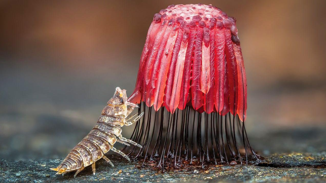 Mokrica jede grupu crvenih sluzavih plesni