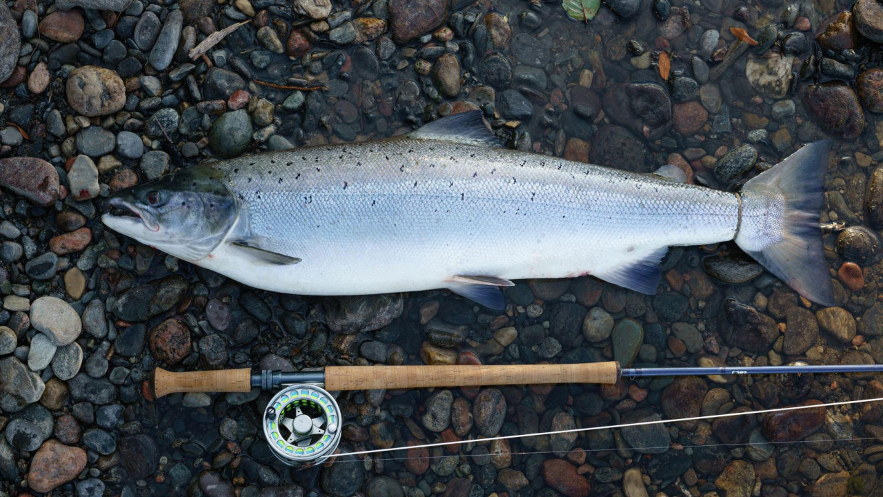 Losos na šljunku zajedno sa štapom za pecanje