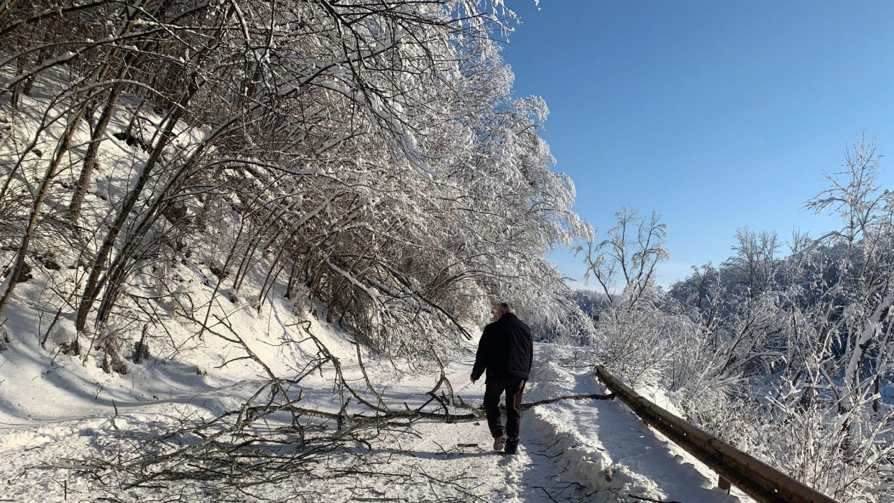 oboreno stablo na putu