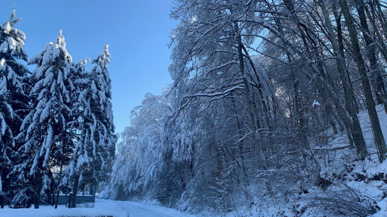 Zavejan put kroz šumu