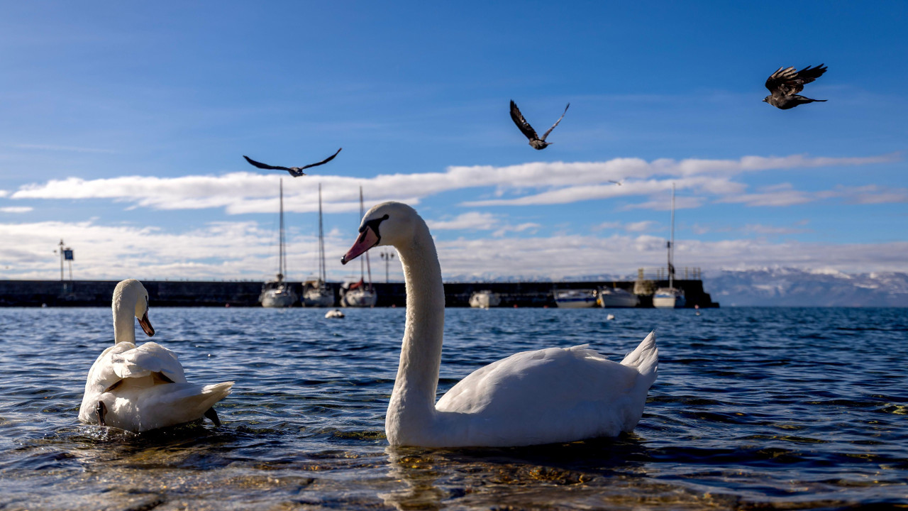 ohrid, ohridsko jezero, labud na obali ohridskog jezera