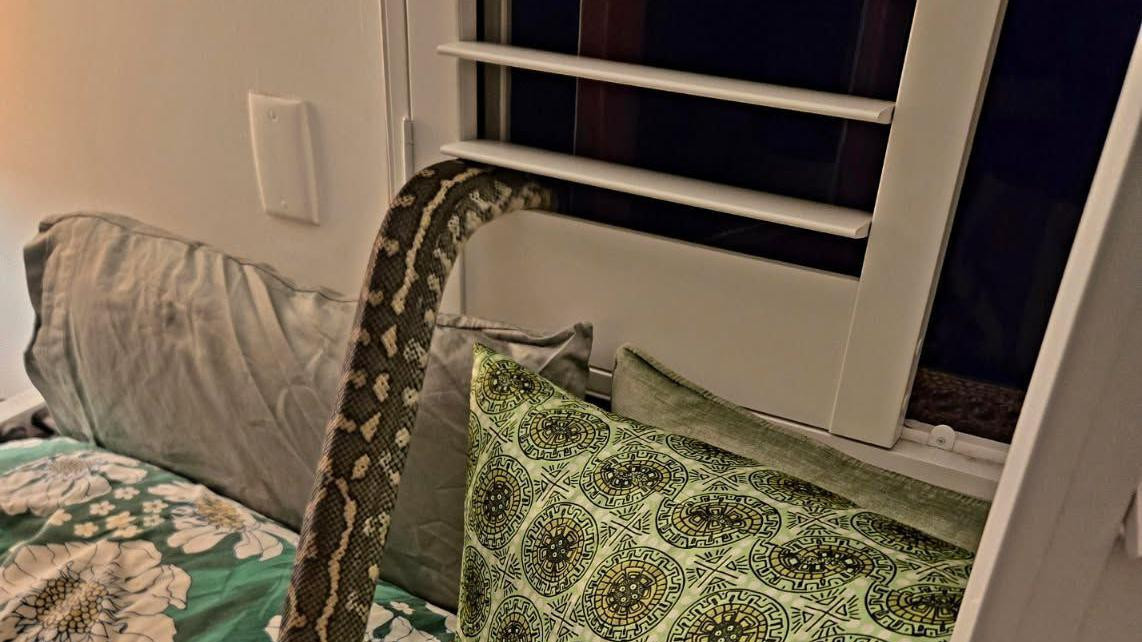 piton na krevetu među jastucima