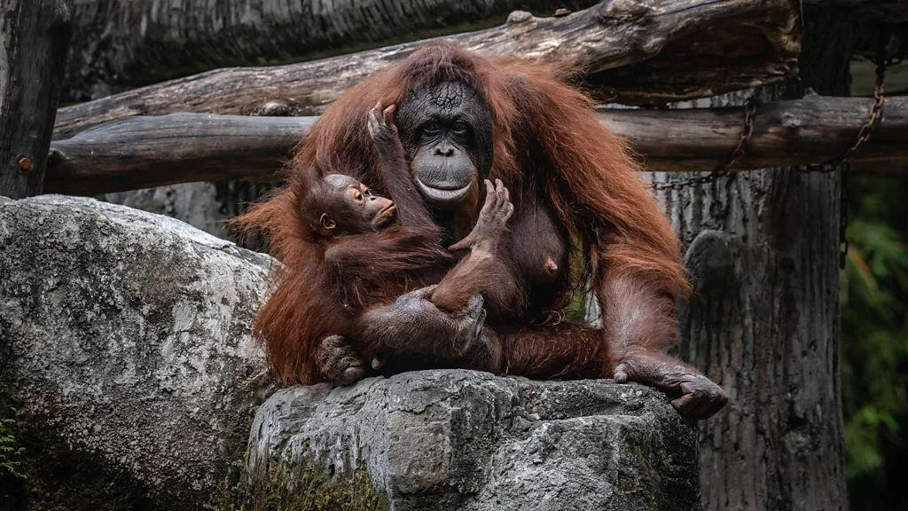 Orangutani 