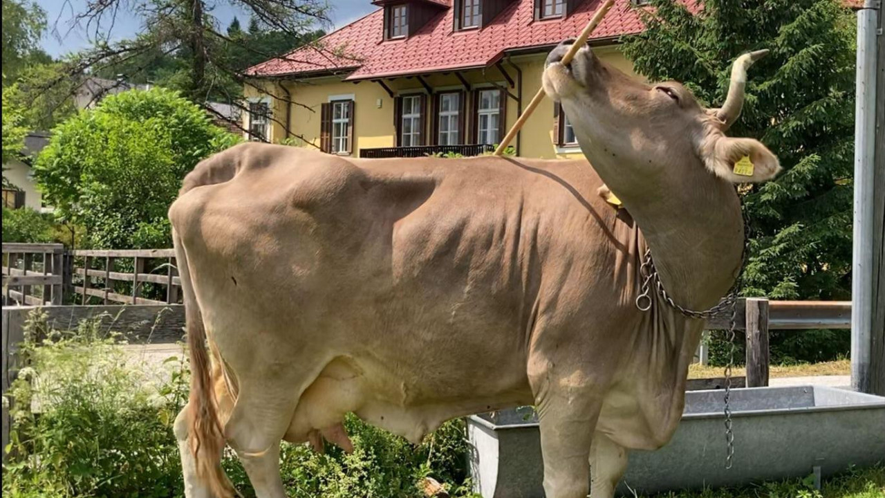 krava Veronika