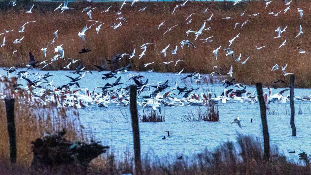 ptice u Dojranskom jezeru 